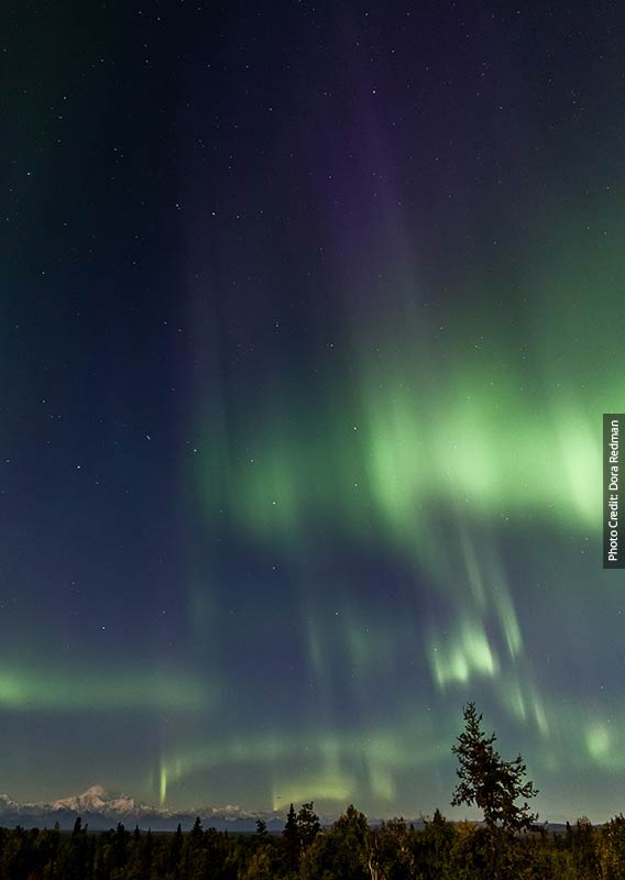 A green and blue aurora in the night sky above trees.