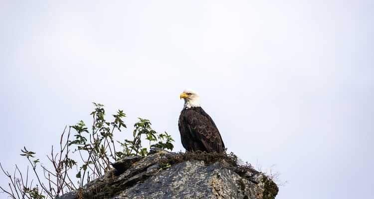 A bald eagle sitting in a nest on a rock