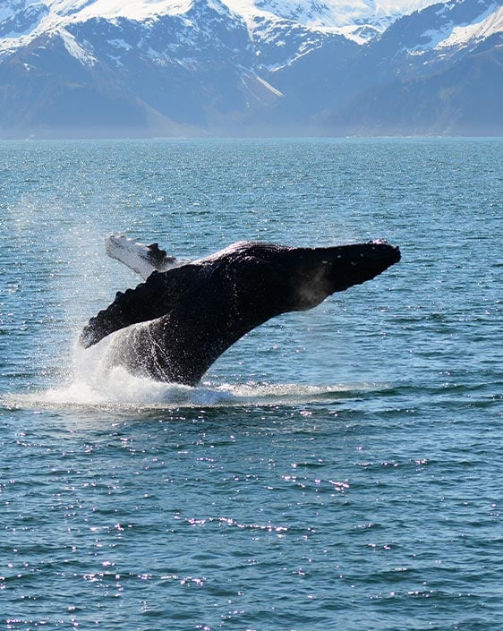 A humpback whale breaches the ocean surface.