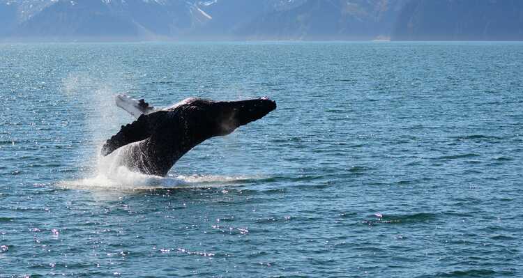 Humpback whale breaching water
