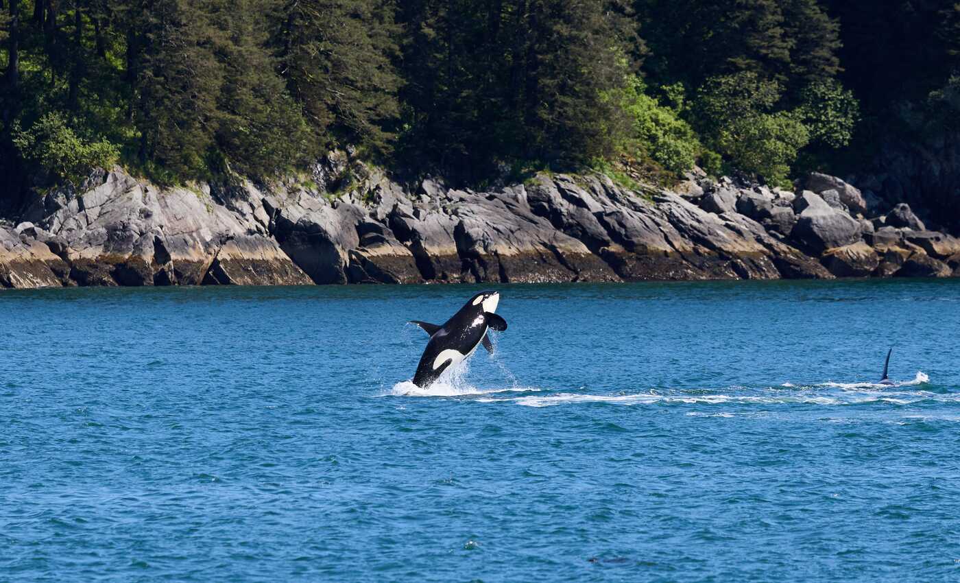 Cruise through Resurrection Bay
