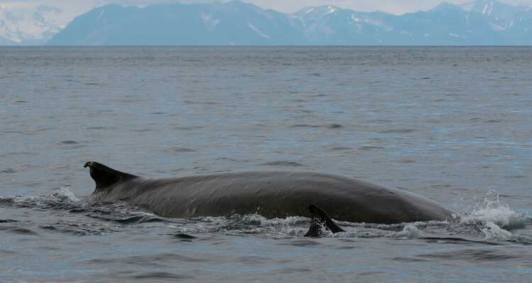 Fin whale swimming in the water with a mountain view in the background