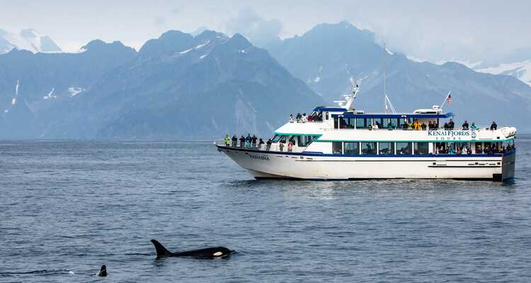 Orcas swimming beside a Kenai Fjords Tours boat