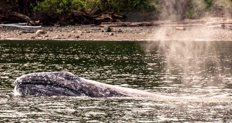 Gray whale swimming in a bay by the beach